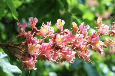 Bahar çiçekli kestane ağaçları, kestane çiçekleri yakın plan