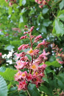 Bahar çiçekli kestane ağaçları, kestane çiçekleri yakın plan
