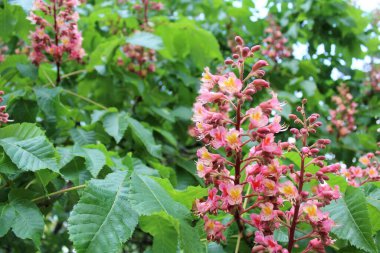 Bahar çiçekli kestane ağaçları, kestane çiçekleri yakın plan