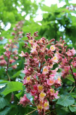 Bahar çiçekli kestane ağaçları, kestane çiçekleri yakın plan