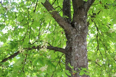 Ağaç dalları, doğal bitki örtüsü.