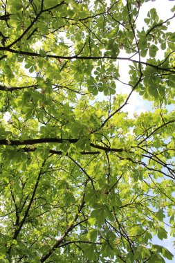 Arkaplanda ağaç yaprakları, bitki yaprakları