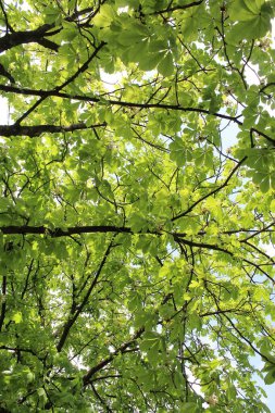 Ormanda yeşil yapraklar