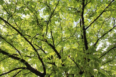 Ormanda yeşil yapraklar