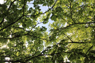 Ormanda yeşil yapraklar