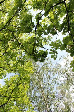 Ağaçtaki yeşil yapraklar