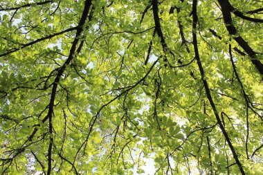 Ormanda yeşil yapraklar