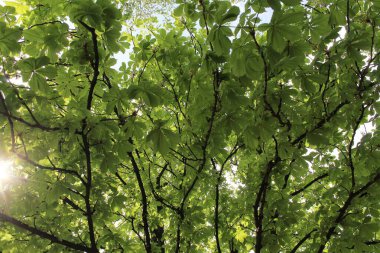 Ormanda yeşil yapraklar