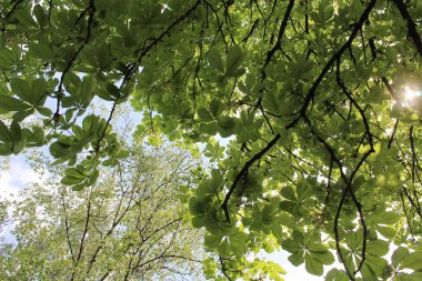 Ormanda yeşil yapraklar