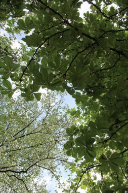Ağaçtaki yeşil yapraklar