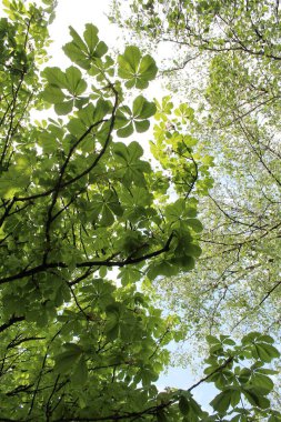 Ormanda yeşil yapraklar