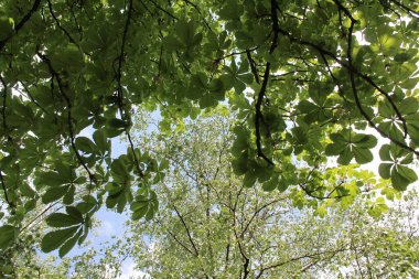 Ormanda huş yaprakları