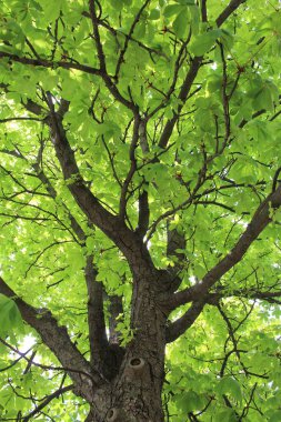 Ormandaki güzel yeşil ağaç yaprakları