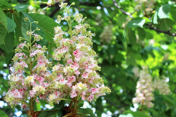 Bahçedeki güzel çiçekler