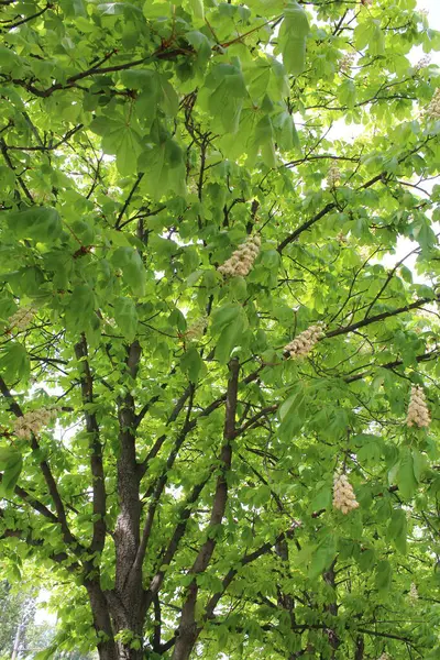 Ormanda ağaç yaprakları, doğa çevresi flora