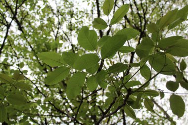 Bahçede yeşil yapraklar