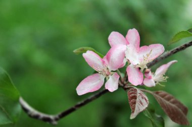 Bahçedeki güzel pembe çiçekler