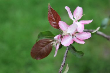 Güzel botanik fotoğrafı, doğal duvar kağıdı.