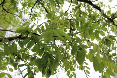 Ormanda yeşil yapraklar, bitki örtüsü ve yapraklar