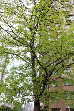 Parkta yeşil yapraklar