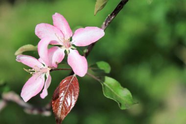İlkbaharda elma ağacının pembe çiçekleri