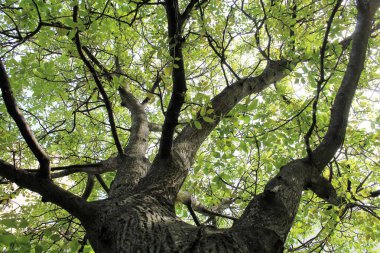 Ormandaki ağaç dalları