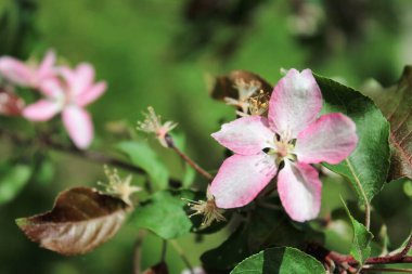 Pembe çiçekler, bitkiler ve yapraklar