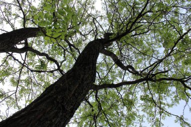 Ormanda yeşil yapraklar