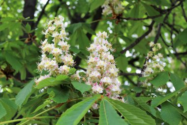beyaz kestane çiçekleri, bahar çiçekli kestane ağaçları