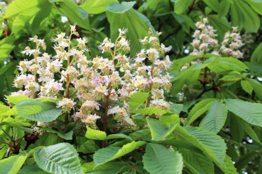 beyaz kestane çiçekleri, bahar çiçekli kestane ağaçları