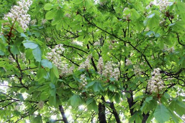 beyaz kestane çiçekleri, bahar çiçekli kestane ağaçları