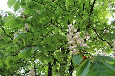 Bahçedeki yeşil ağaç