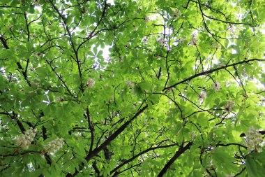 beyaz kestane çiçekleri, bahar çiçekli kestane ağaçları