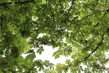 Ormanda yeşil yapraklar