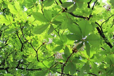 yeşil yapraklar, bitki örtüsü ve doğa