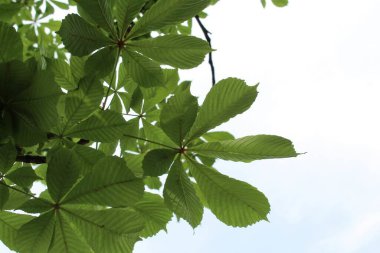 yeşil yapraklar, bitkiler ve yapraklar