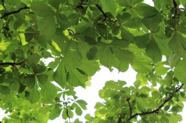 Bahçede yeşil yapraklar