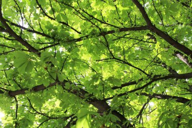 Sonbahar yaprakları, doğa bitki örtüsü ve yapraklar.