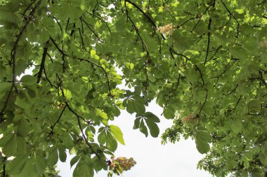 ormanda ağaç yaprak