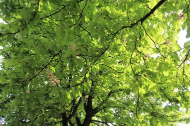 güzel yeşil yapraklar, doğa ve çevre