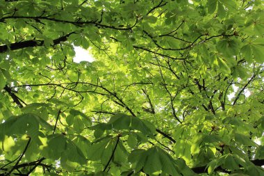 Ormanda güzel yeşil yapraklar