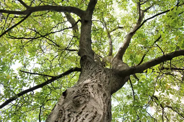 Ormanın güzel manzarası