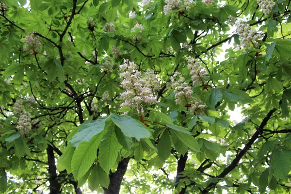 beyaz kestane çiçekleri, bahar çiçekli kestane ağaçları