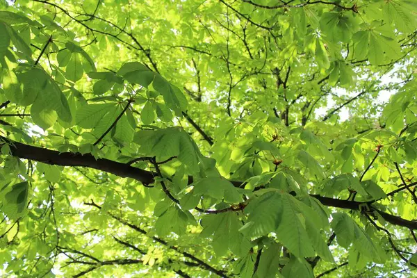 Ormanda yeşil yapraklar, bitki örtüsü ve doğa