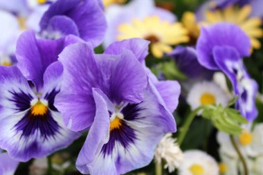 Çiçekli arka plan, renkli güzel çiçekler, bahçede güzel çiçekler.