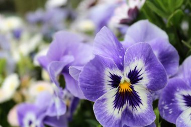 Çiçekli arka plan, renkli güzel çiçekler, bahçede güzel çiçekler.