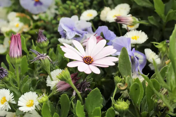 Bahçede güzel çiçekler, çiçekli arka plan, renkli güzel çiçekler.