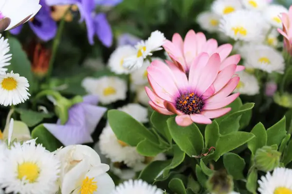 Çiçekli arka plan, renkli güzel çiçekler, bahçede güzel çiçekler.