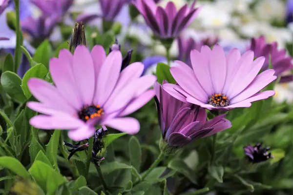 Çiçekli arka plan, renkli güzel çiçekler, bahçede güzel çiçekler.