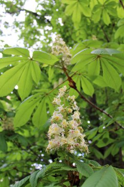 Bahçedeki güzel çiçekler